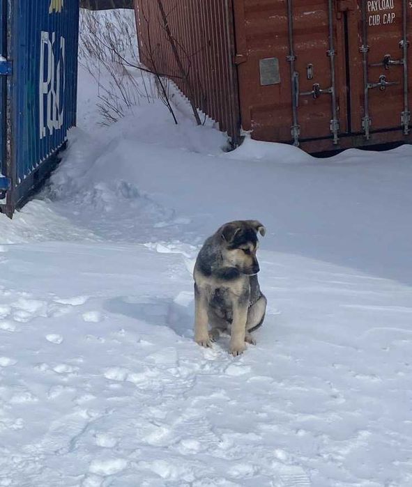 Щенки дворняжки бесплатно