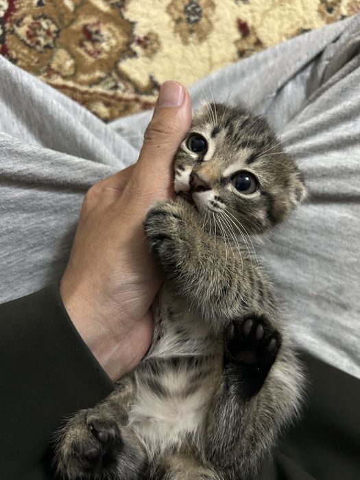 Котята полушотландки