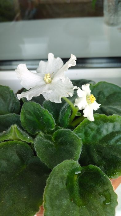 Фиалки комнатные