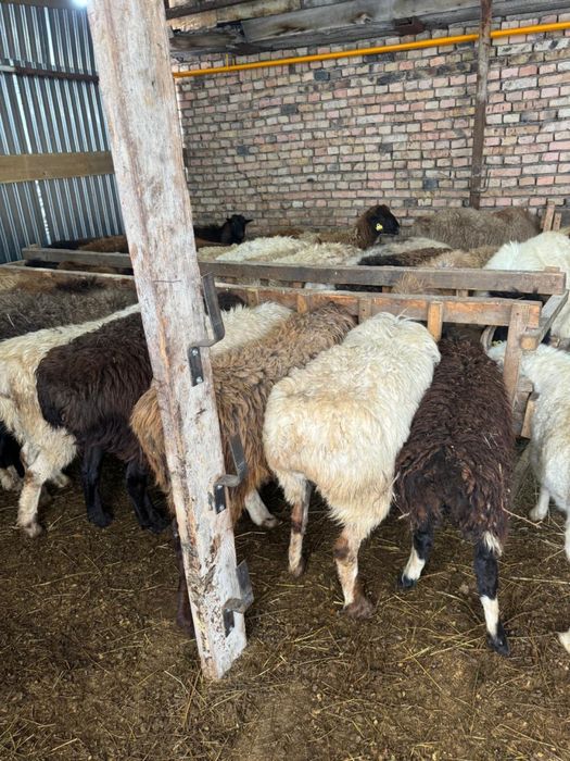 Продажа баранов в городе