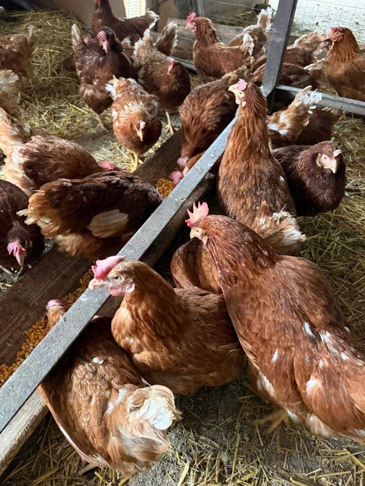 Vand puicute ouatore