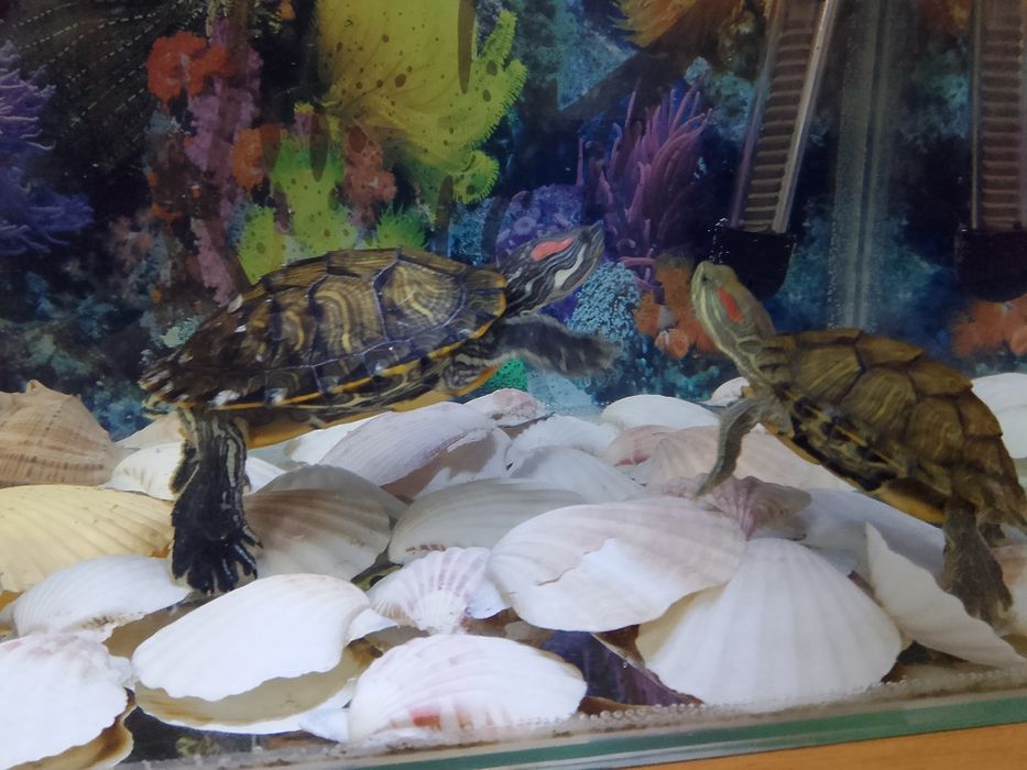 Продам красноухих черепах