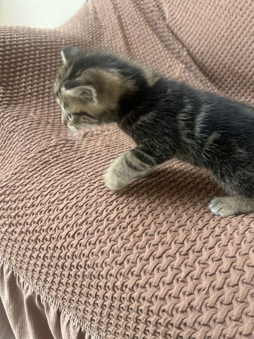 Мушук болалари текинга берамиз яхши бокадиганларга