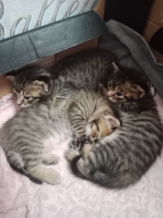Котята мальчики 1 месяц