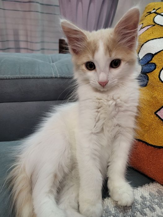 В добрые руки котёнок мальчик