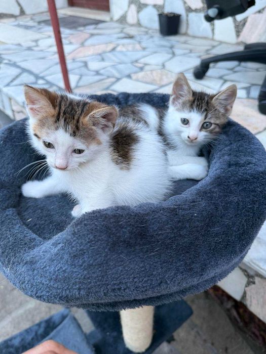 Подарявам малки котета