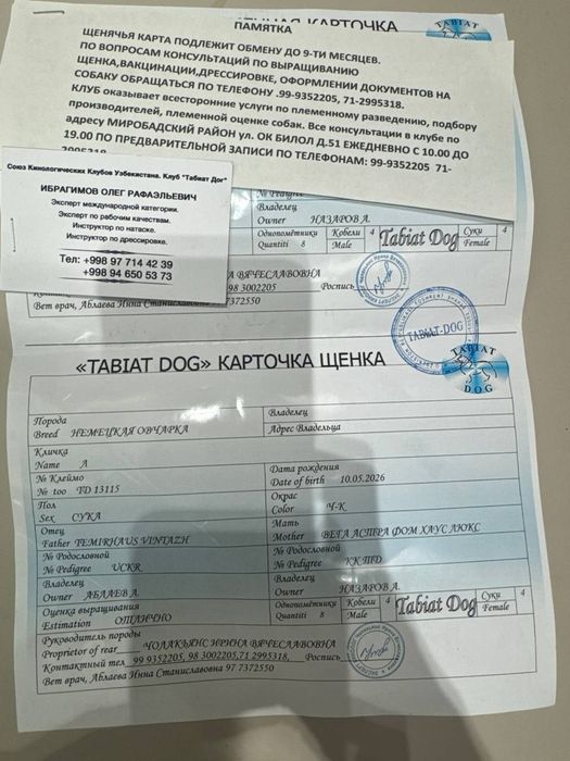 Продаём в хорошие руки немецкую овчарку, приучена, чистокровная