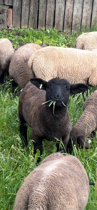 Berbecuti suffolk