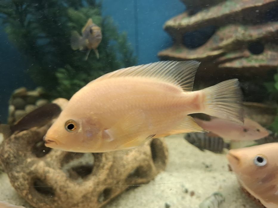 Срочно  обменяю рыбок 4 шт