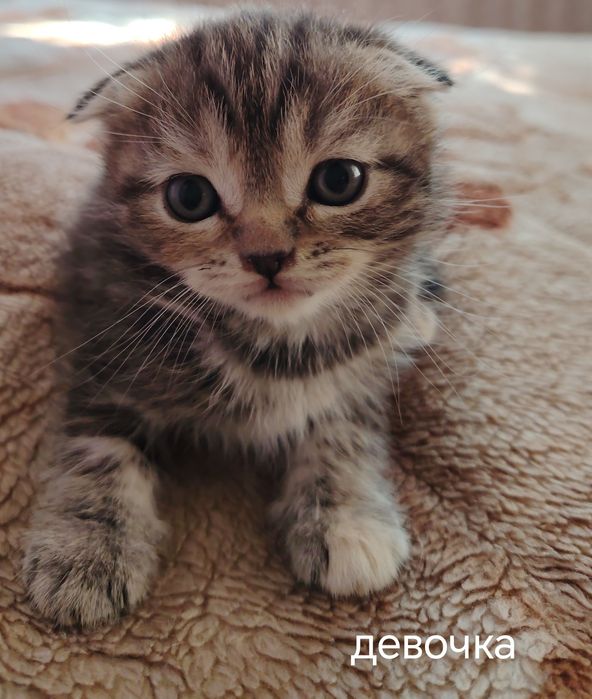 Ласковые котята ищут дом!