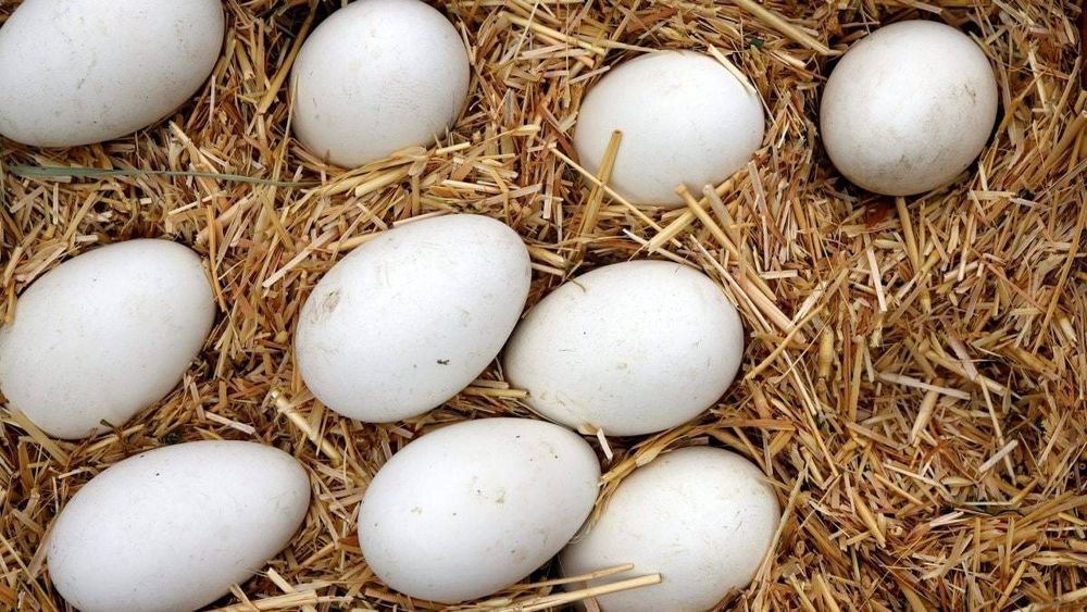Vand ouă proaspete de gâscă pentru incubat.