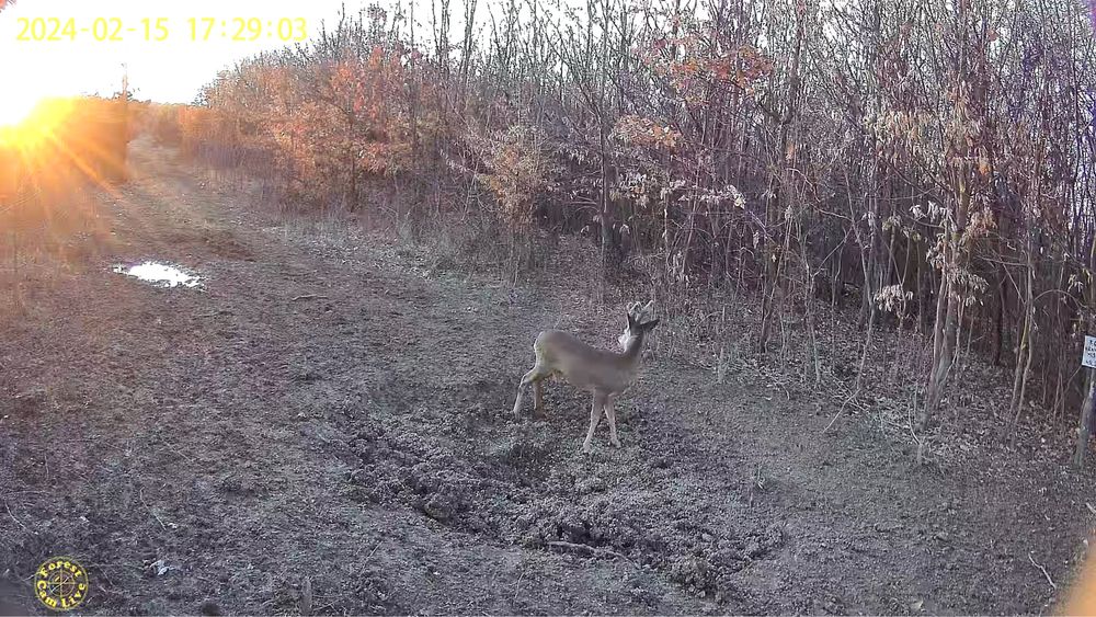 ForestCamLive F1R 4G Camera Vanatoare Live