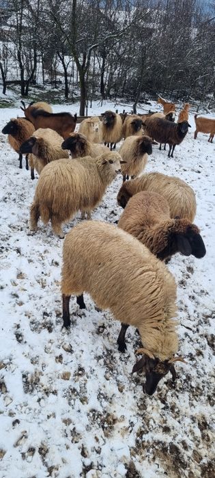 Vand oi gestante și tinere