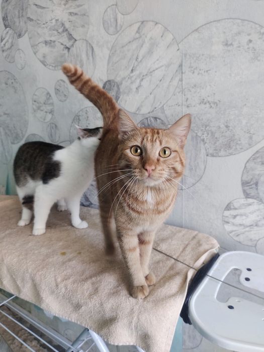 Отдам кота в добрые руки