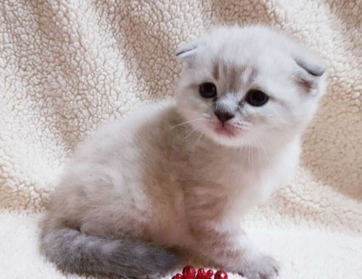 Шотланские котята