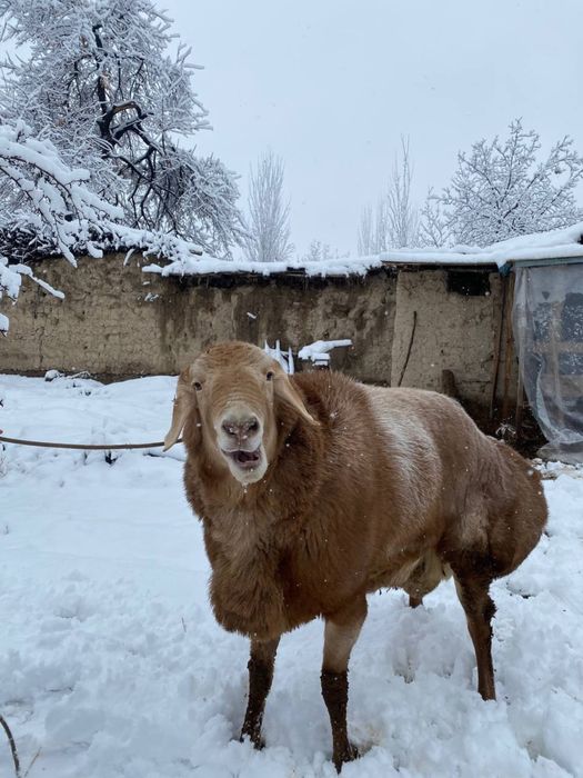 Кочкор кой Qochqor qoy