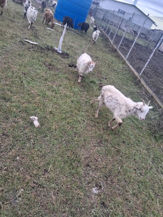 Iezi de vanzare aprox 35-40 bucăți