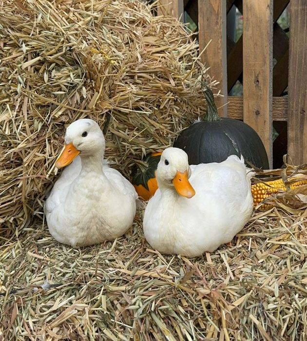 Vand pereche rate olandeze pitice