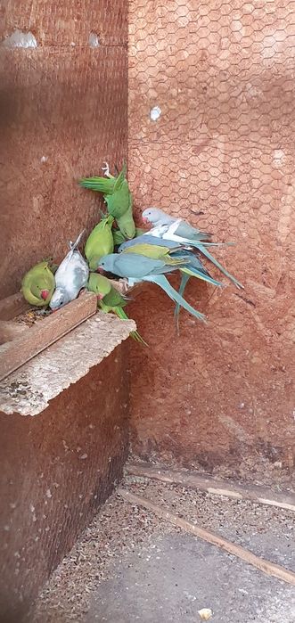 Vând micul alexandru