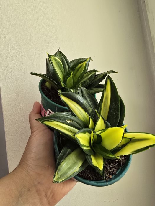 Растения каталог