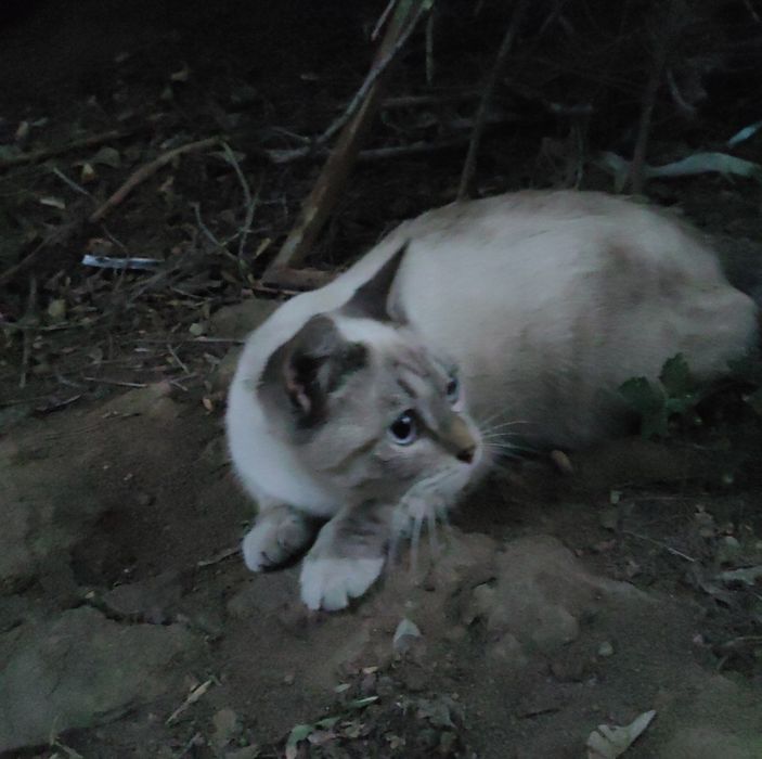 Котик,котенок,кот,бесплатно