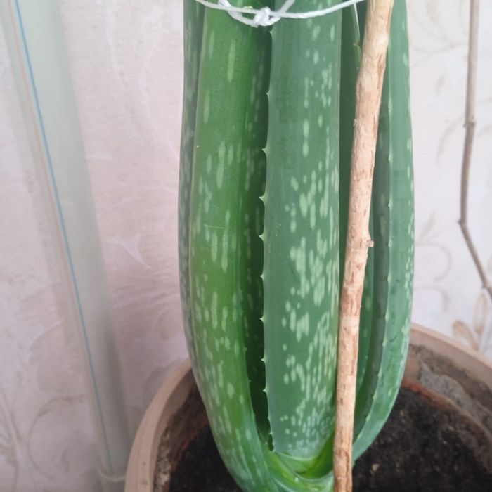 Продается Алоэ вера