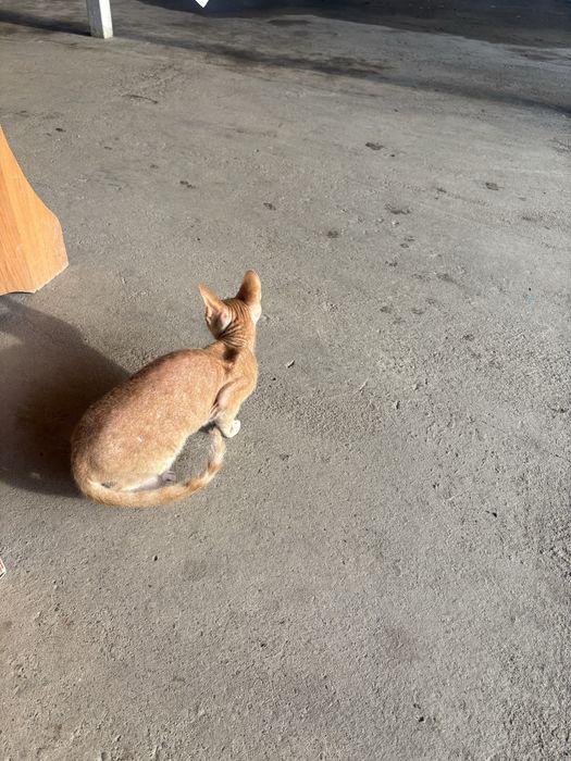 Продаю Кот Девон-рекс