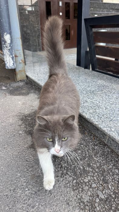 Отдам кошечку в добрые руки . Кто то оставил во дворе