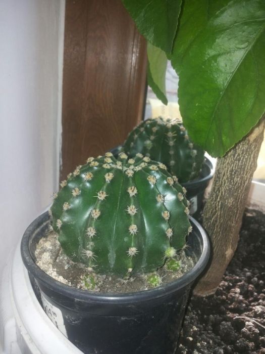 De vanzare cactusi