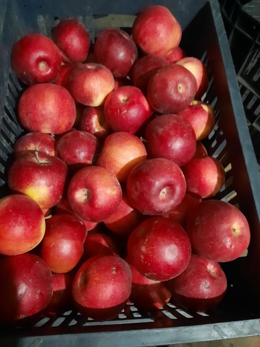 Яблоки айдаред