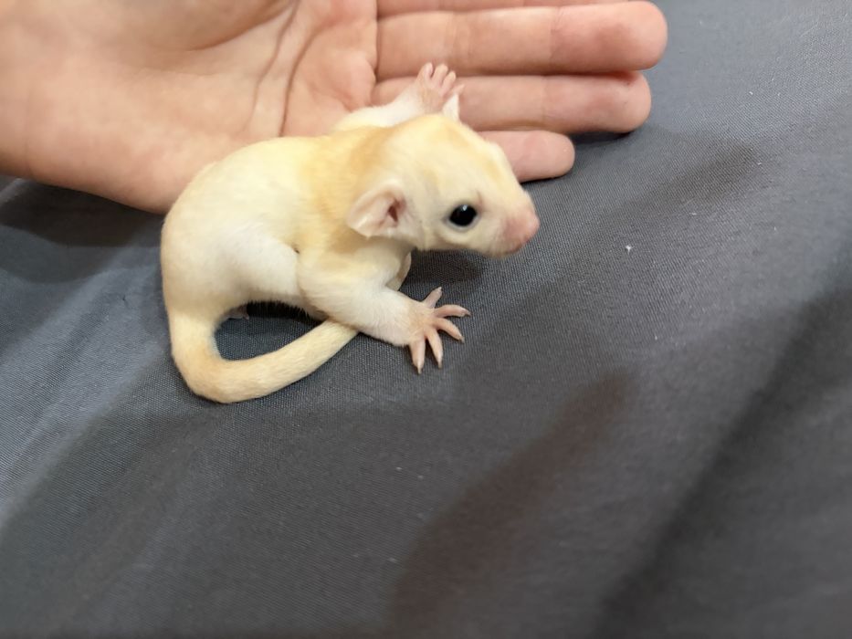 Veverita zburatoare/sugar glider/femela