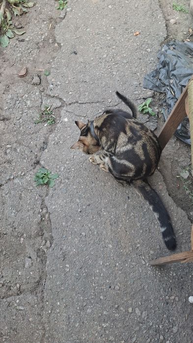 Отдам ошечку в добрые руки