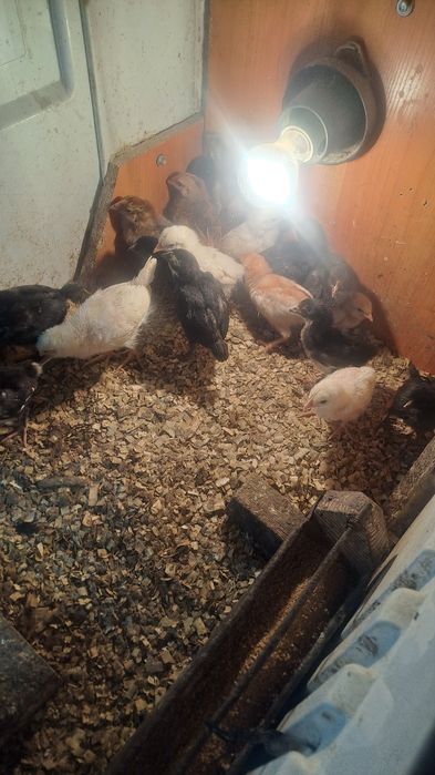 Цыплята разных пород