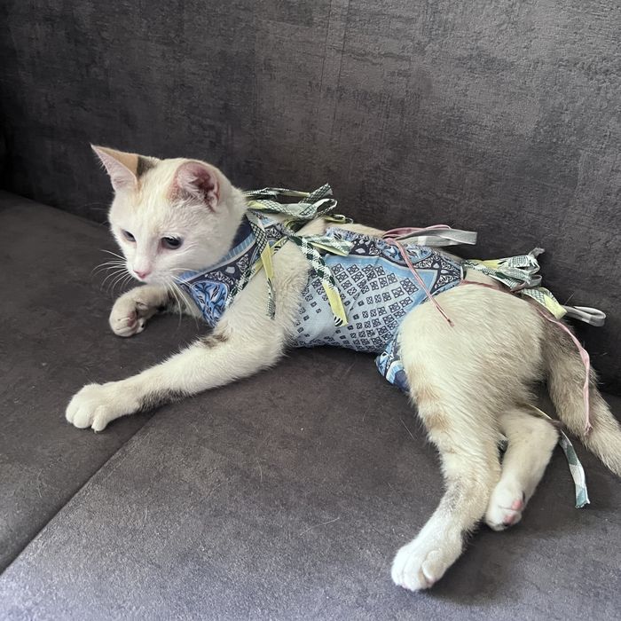 Кошка в хорошие руки