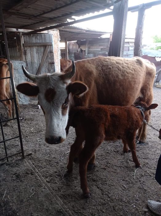 Продаеться корова с теленком.