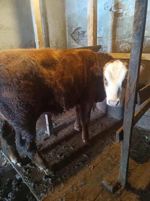 Продаю Бычкова телок