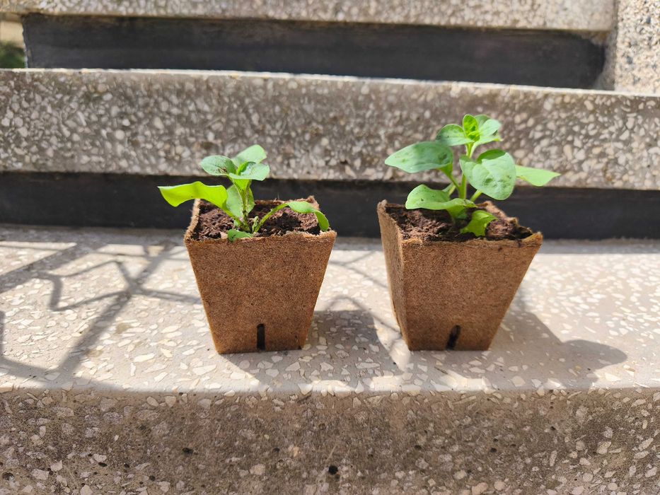 Различни видове цветя