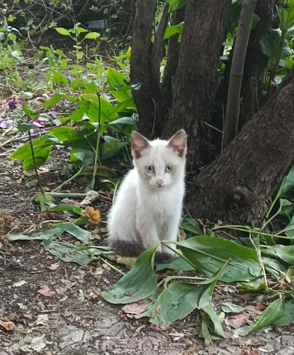 Котята разных окрасов