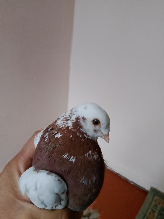 Голуби капканы  гладкие