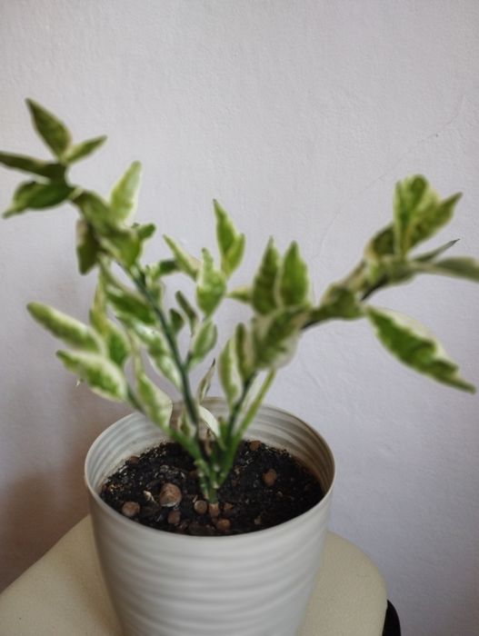 Продам цветы комнатные