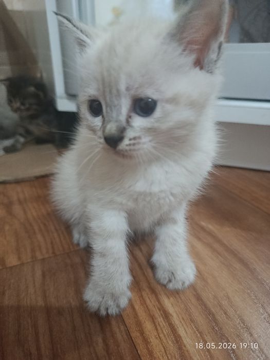 Котята|Марғаулар