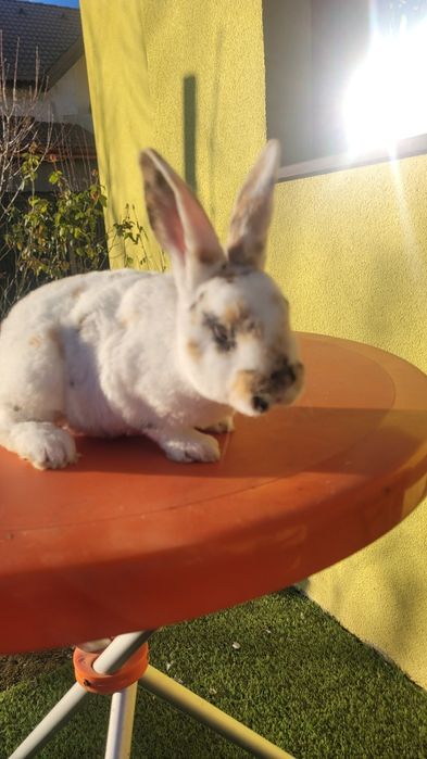 Vând 4 iepurasi Rex tricolor foarte frumosi