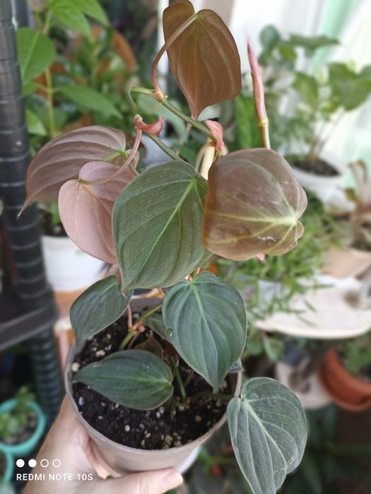 Продам комнатные растения