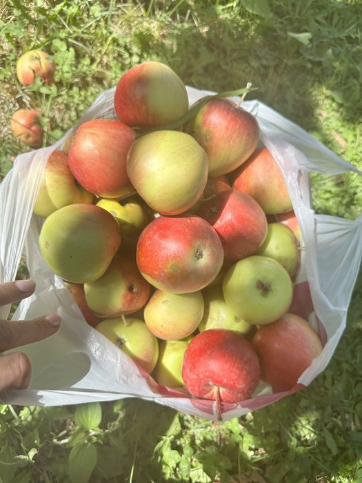 Яблочный уксус домашний