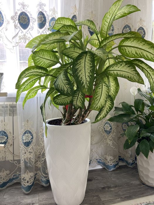 Комнатные и офисные цветы