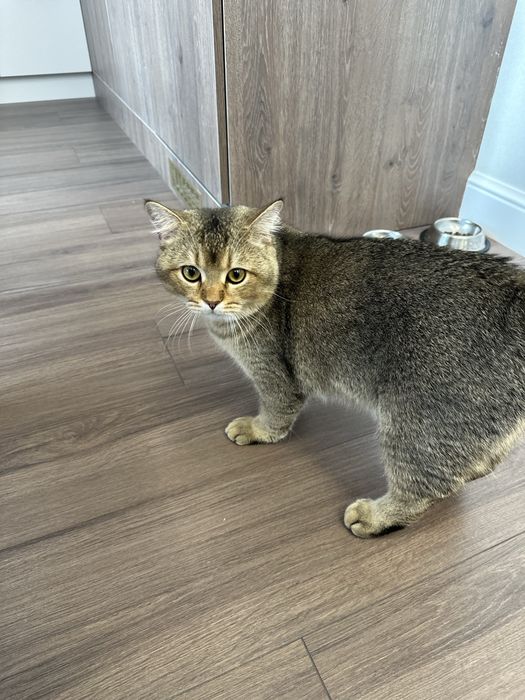 Котенок 1год. Мальчик. Британская шиншилла