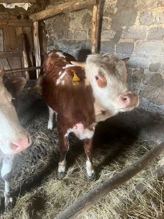 Продам быка и телку