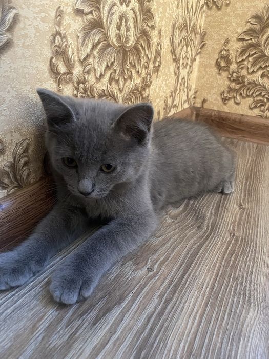 кошка Blue russian парода очень красивый