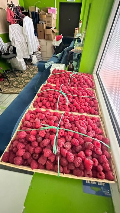 Саженцы Малины сорт ( поляна)