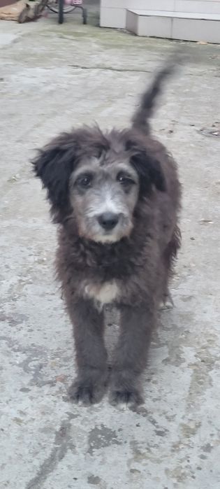 Dau spre adopție catel talie medie
